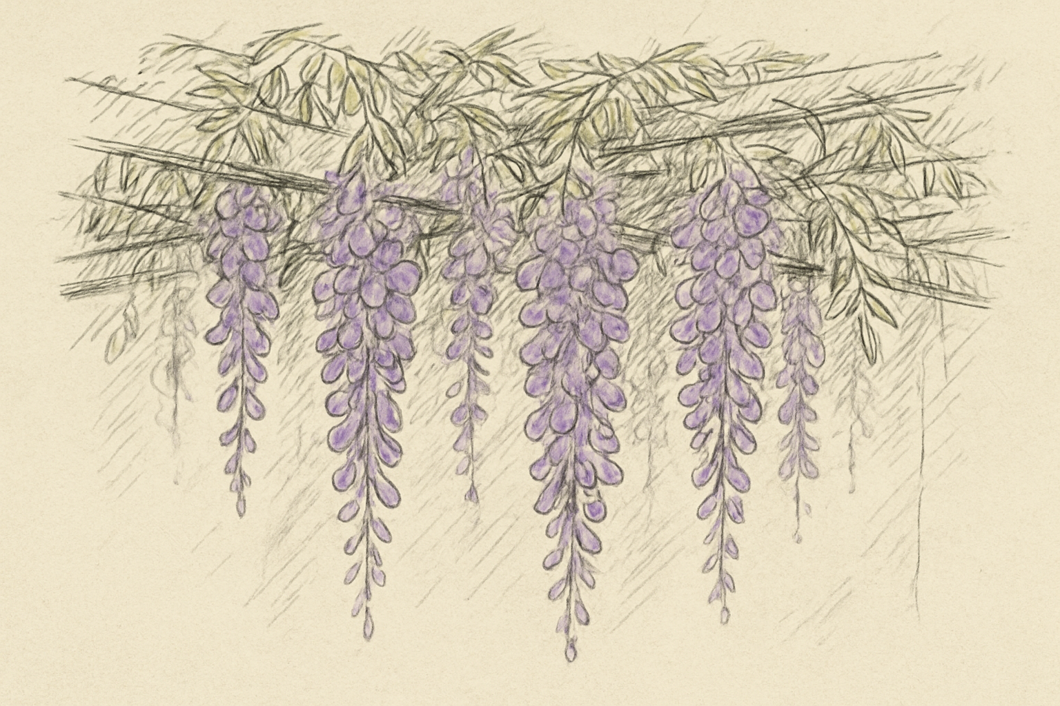 藤棚から垂れ下がる紫色の藤の花のイメージ