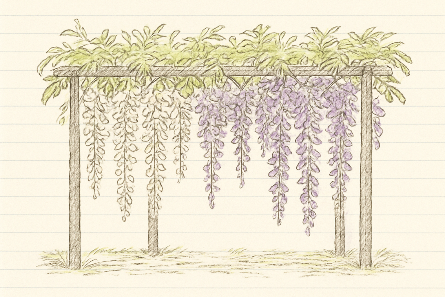 白藤と紫藤が並ぶ藤棚のイメージ