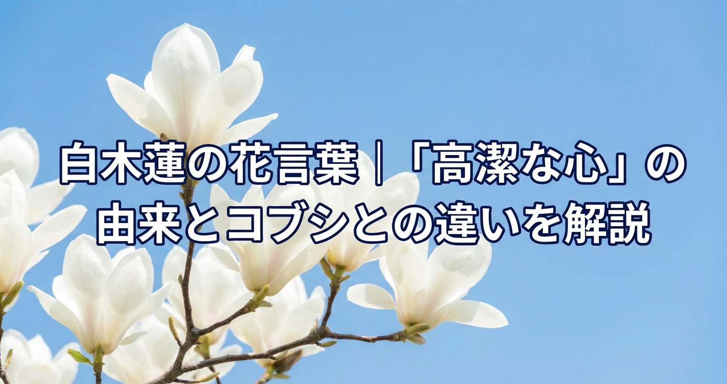 hakumokuren-hanakotoba