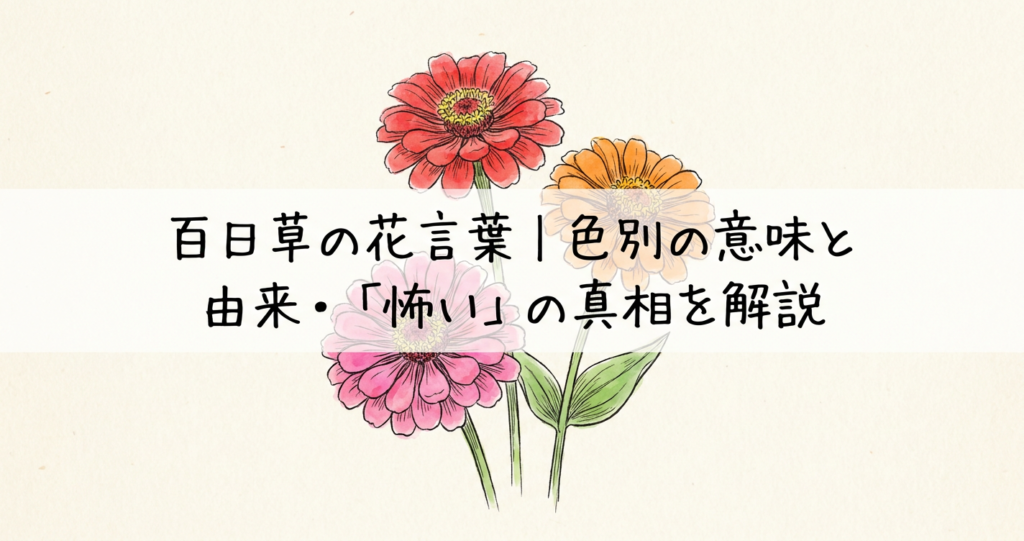 zinnia-flower-language