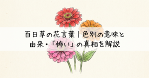 zinnia-flower-language
